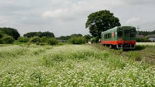 真岡鉄道・モオカ14形（後追い）・蕎麦の花が咲く中を駆ける