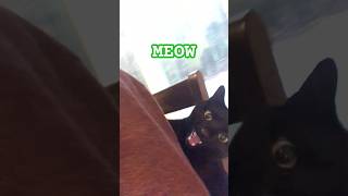 Midnight the Cat Meow Attack