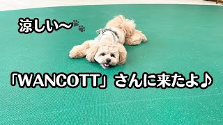 【室内ドッグランの「WANCOTT」さんに遊びにきました‼️】#ペキプー #ペキニーズ #トイプードル #ミックス犬 #子犬 #犬動画 #dog #かわいい犬 #室内ドッグラン #ドッグラン