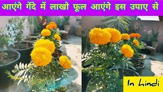 गेंदा को कैसे लगाए और ज्यादा हार्वेस्टिंग कैसे पाए || Marigold Plant Growing Secret Tips