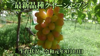 信州東御のクイーンセブン 生育状況 2019年８月１３日