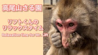 【高尾山さる園】リフトくんのリラックスタイム