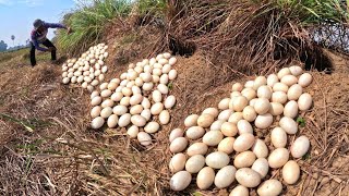 OMG - a lot of duck eggs under grass in rice field a farmer pick a lot of by hand skills