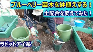 ブルーベリーを鉢植えする！【ラビットアイ系】土を昨年と変えてみた！(ピートモスなし）※※土配合失敗です