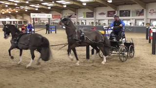 Indoor driving, Keysoe, 2019 - pony tandem