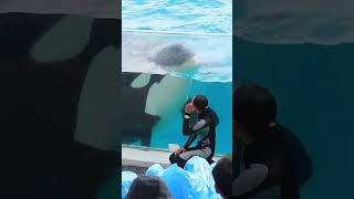 シャチ「ラン」の鳴き声可愛いすぎ♥ #Shorts #鴨川シーワールド #シャチ #kamogawaseaworld #orca #killerwhale