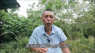 蜜蜂能不能喂红糖？白糖喂蜂为什么不能熬？很多师傅都不知道