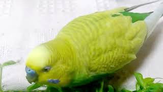 豆苗を食べるセキセイインコ