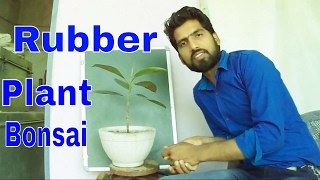 रबड़ प्लांट से बोन्साई शुरू करे / Start a Bonsai From Rubber Plant /Mammal Bonsai रबड़ प्लांट से बोन्साई शुरू करे / Start a Bonsai From Rubber Plant /Mammal Bonsai