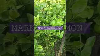 market lemon 🍋| lemon plant | 100 FRUIT LEMON #low price #lowpriceshopping