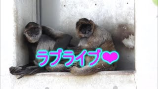 ジェフロイクモザル　Geoffroy's Spider Monkey　旭山動物園　Asahiyama Zoo　2022 05 11