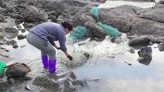 赶海发现被废弃破地笼，上前掀开，下面竟跑出一米多的大货