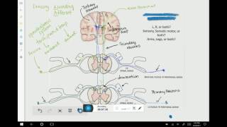 A\u0026P (226) Nervous System Video 4: Corticospinal and Spinothalamic Systems Review