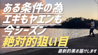 【秋アオリ開幕〜③】ヤエン釣り【ある条件の為、狙い目ポイントに！】新子調査　福井県