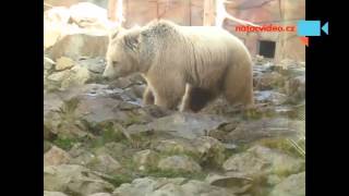 Medvěd plavý v zoo Hluboká nad Vltavou 27.3.2016