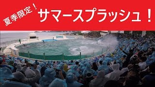 鴨川シーワールド　２０１９　シャチパフォーマンス　５０３　ゴープロでサマースプラッシュ＆ユーレイズミーアップを安全地帯からスーパービューで撮ってみた　killerwhale show