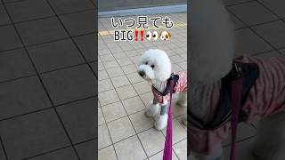 熊さんに会いました😊🐶@スタンプーのメルシー　#shorts #dog #poodle #大型犬 #プードル #スタンプー #モフモフ #犬 #トイプードル#スタンダードプードル