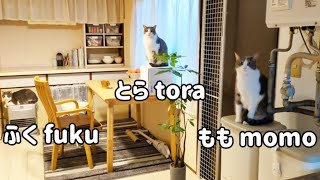 【3匹の保護猫と暮らす】猫3匹キッチンに集合♪パパはまだ寝ています/Three cats gathered in the kitchen