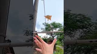 Sóc Bay Úc siêu dễ thương | Sugar Glider Cute #animals #cute #funnyanimal #trending  #discovery