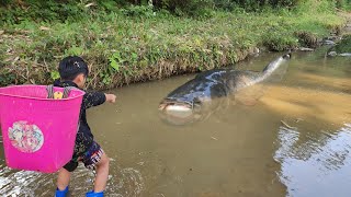 full video 20 days of orphan boy Duong's fish trapping skills, trapping many huge fish