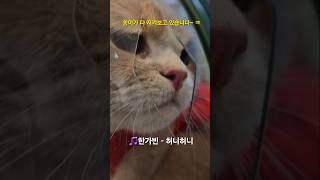 쏭이가 다 지켜보고 있습니다 ~ // 한가빈 - 허니허니