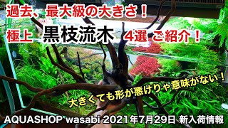 過去最大級の大きさ！超特大！黒枝流木４選 AQUASHOP wasabi２０２１年７月２９日新入荷情報 ＡＤＡネイチャーアクアリウム立ち上げ初心者、レイアウト素材、黒枝流木、構図、９０ｃｍ、大型水槽