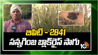 బిపిటి - 2841 సన్నగింజ బ్లాక్‪రైస్ సాగు | Black Rice Cultivation | 10TV News