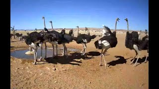 Ostriches rule! NamibiaCam. 13 September 2023