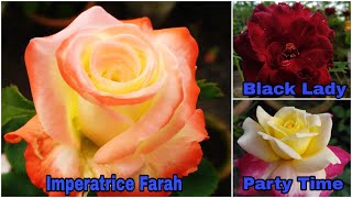 Rose Varieties, Imperatrice Farah, Black Lady, Party Time, and many more, By Garden Gyan