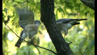 [4K] 野鳥：ツミ 雌雄－交尾／雑木林