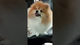 #pomeranian #dog #หมาน่ารัก #หมา #อาบน้ำหมา #สุนัข  #doglover #สัตว์เลี้ยง #ปอมเมอเรเนียน