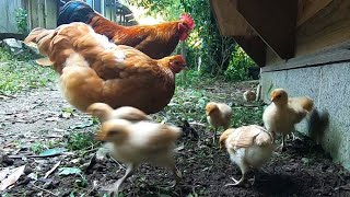 生まれて初めて小屋の外に出たひよこ達の反応がこちら…🐤Reactions of chicks outside the hut for the first time in their lives