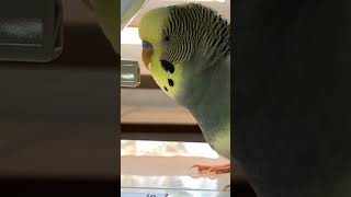 Happy Budgie Talks to Everything #birds #budgienoises #budgiesparakeet