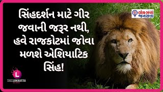 સિંહદર્શન માટે ગીર જવાની જરૂર નથી, હવે રાજકોટમાં જોવા મળશે એશિયાટિક સિંહ! | Asiatic Lion | Rajkot |