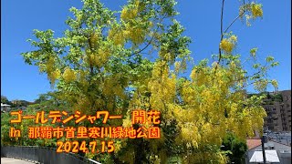 ゴールデンシャワー開花　in　那覇市首里寒川緑地公園　2024 7 15