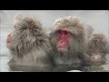 nova snow monkeys