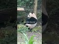 圓寶吃飯乖乖坐著❤️ 貓熊 熊貓 panda cute giantpanda 팬더 大熊貓 bao 귀여운 パンダ 可愛 動物 animals pretty 圓寶