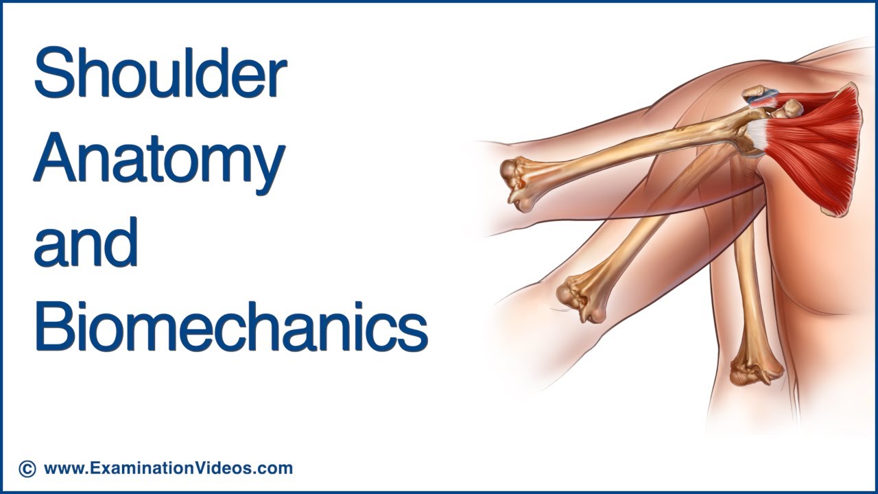 Shoulder Anatomy And Biomechanics Youtube