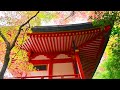 2022 醍醐寺の紅葉 4k 秋 京都 日本庭園 映像 kyoto daigoji temple autumn leaves.