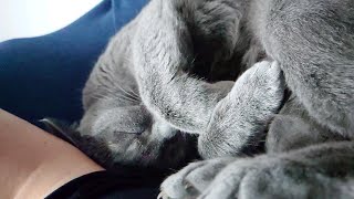 【猫動画】嫁を起こして自分は二度寝するロシアンブルー【russianbule】A Russian blue who wakes up his wife and sleeps twice