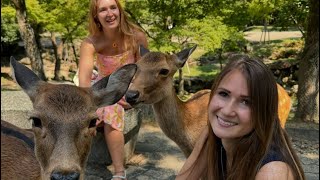 外国人の反応：奈良公園で美しい鹿に触れる - 自然との心温まるひととき | へずまりゅう | Nara deer | treble to Japan ASMR