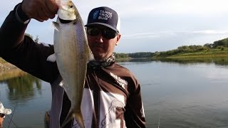 American Shad, how to catch Ft. Scott Feist!