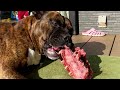 【大食い犬asmr】超巨大骨付き肉をバリバリ噛み砕くけど完食できるの？ 　dog eats raw meat ＆ bones