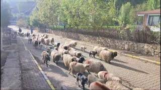 TOKAT ERBAA BOGALİ YAYLASİ YOLCUGUMUZDAN KALAN