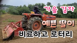 딸이 로터리 작업 가을 감자 재배 심는시기 속노란 홍심이감자