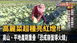 高麗菜超種亮紅燈！農糧署勸農民:別再種－民視台語新聞