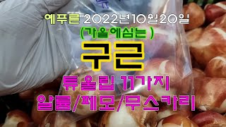 (예푸른)튜울립구근11가지(알륨/페모/무스카리)전국택배가능