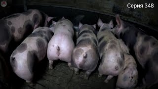 ‼️🐖Свиноматка гигантиха заболела‼️Свиньи на откорм нарастают 🐷🐷🐷. Поросячьи бои 🐽🐽