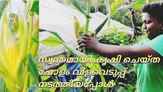 നമ്മുടെ നാട്ടിലും ചോളം വിളയുമോ വിളവെടുത്തു നോക്കിയപ്പോൾ corn farm kerala