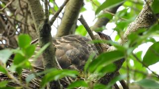 大安森林公園鳳頭蒼鷹